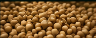 Soja